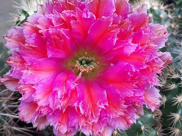 Echinocereus fabella (plomreichii) Hybrid